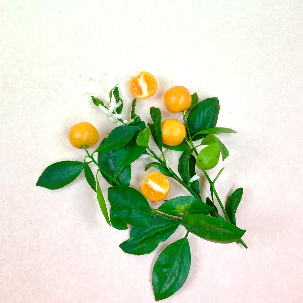 3 Reasons to Love the Calamondin Plant