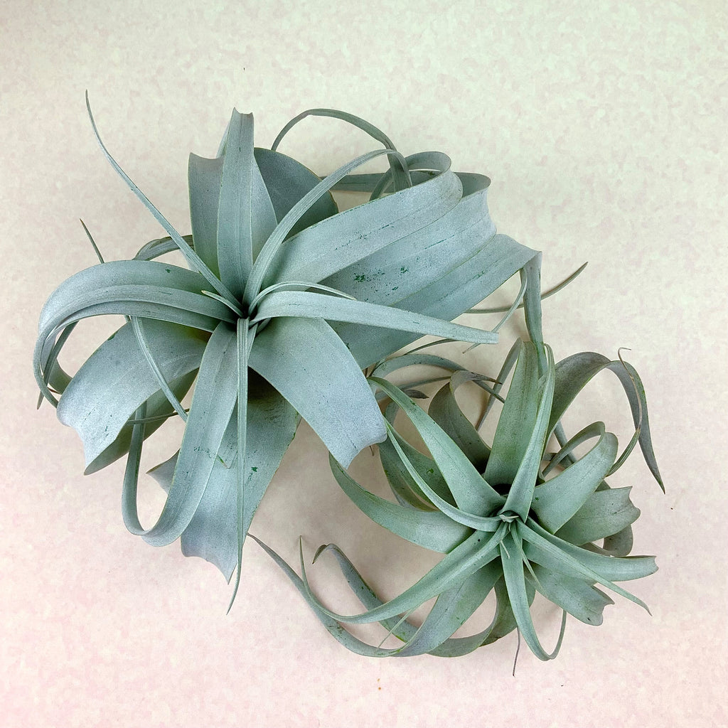 Two Tillandsia Xeorographicas pictured on a peach backdrop.