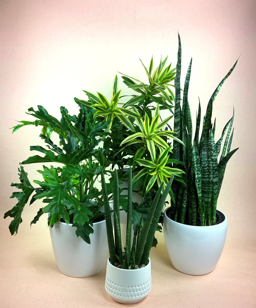 3 Proven Air Purifying Plants