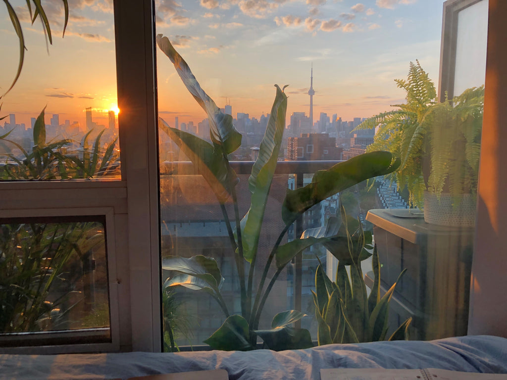 A view of the sunrise over the Toronto skyline through the balcony plants.