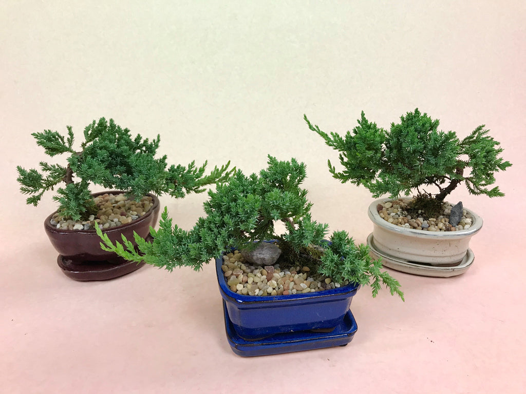 3 Bonsai Care Tips