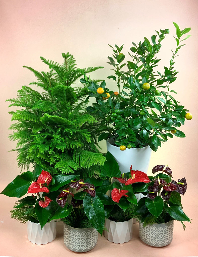 3 New and Hot Holiday Plants