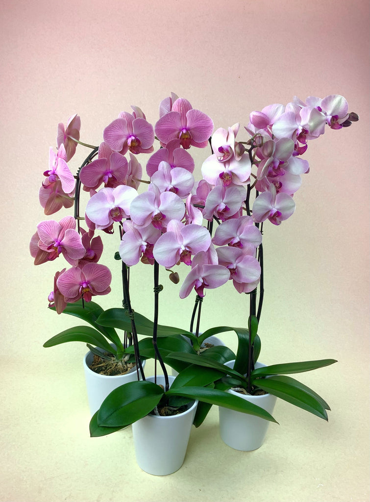 3 Orchid Care Tips