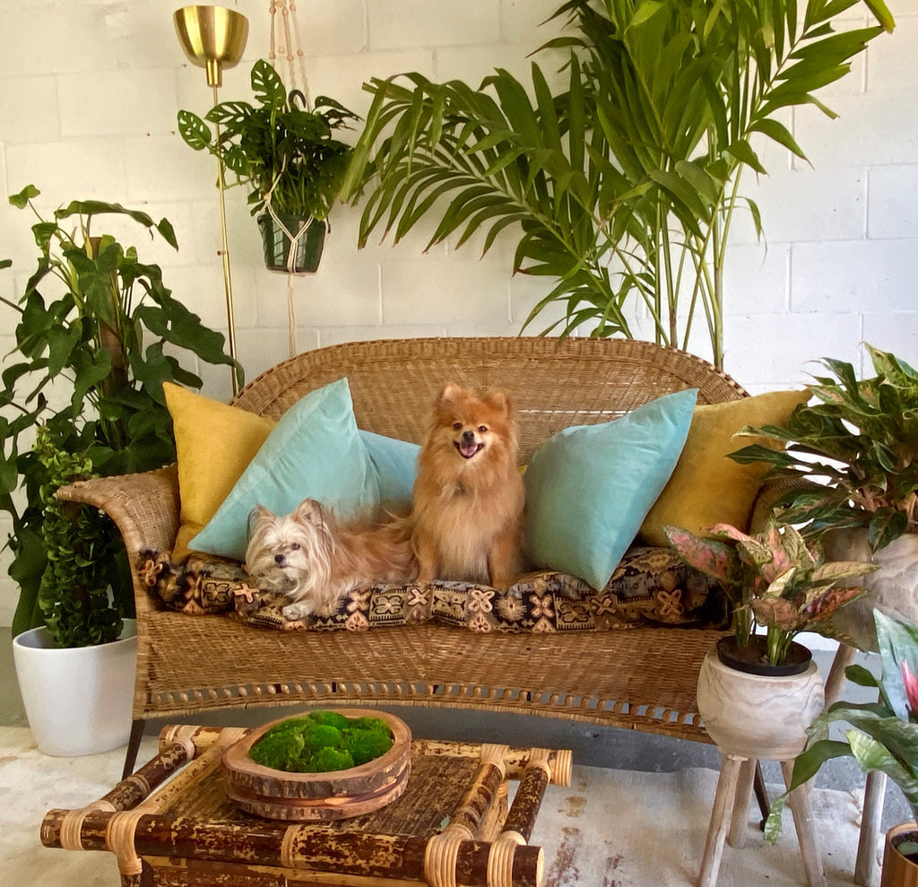 3 Proven Pet Friendly Plants