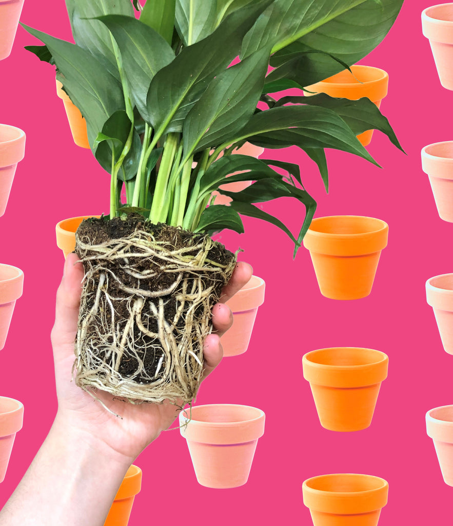 Rootbound peace lily on a colourful background of pink and orange pots