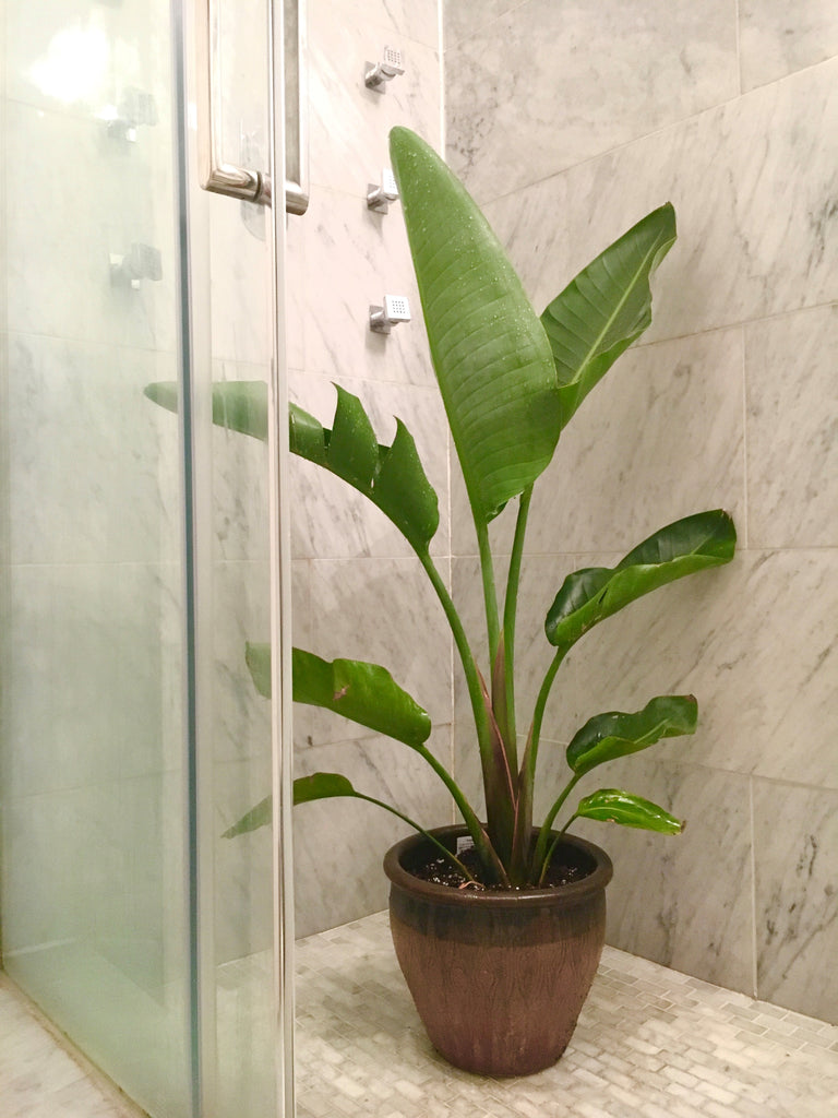 Top 3 Ways to Clean Your Plants (and Why!)