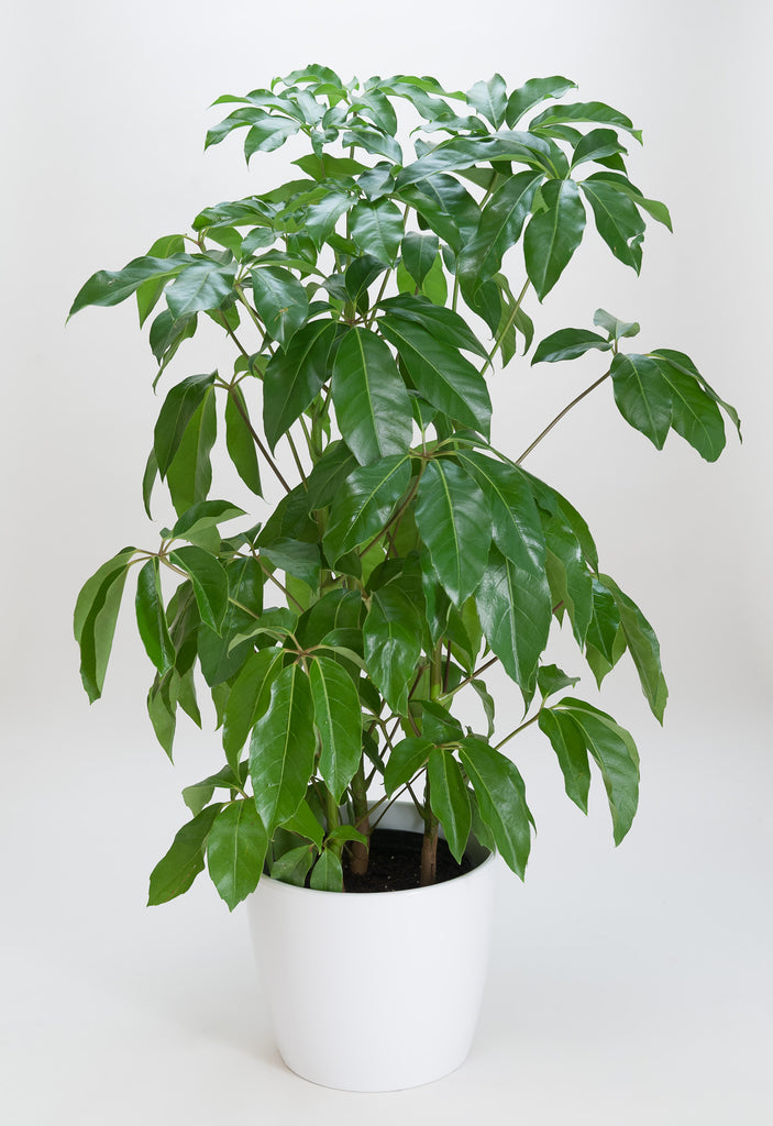 Schefflera Amate (Umbrella Tree)