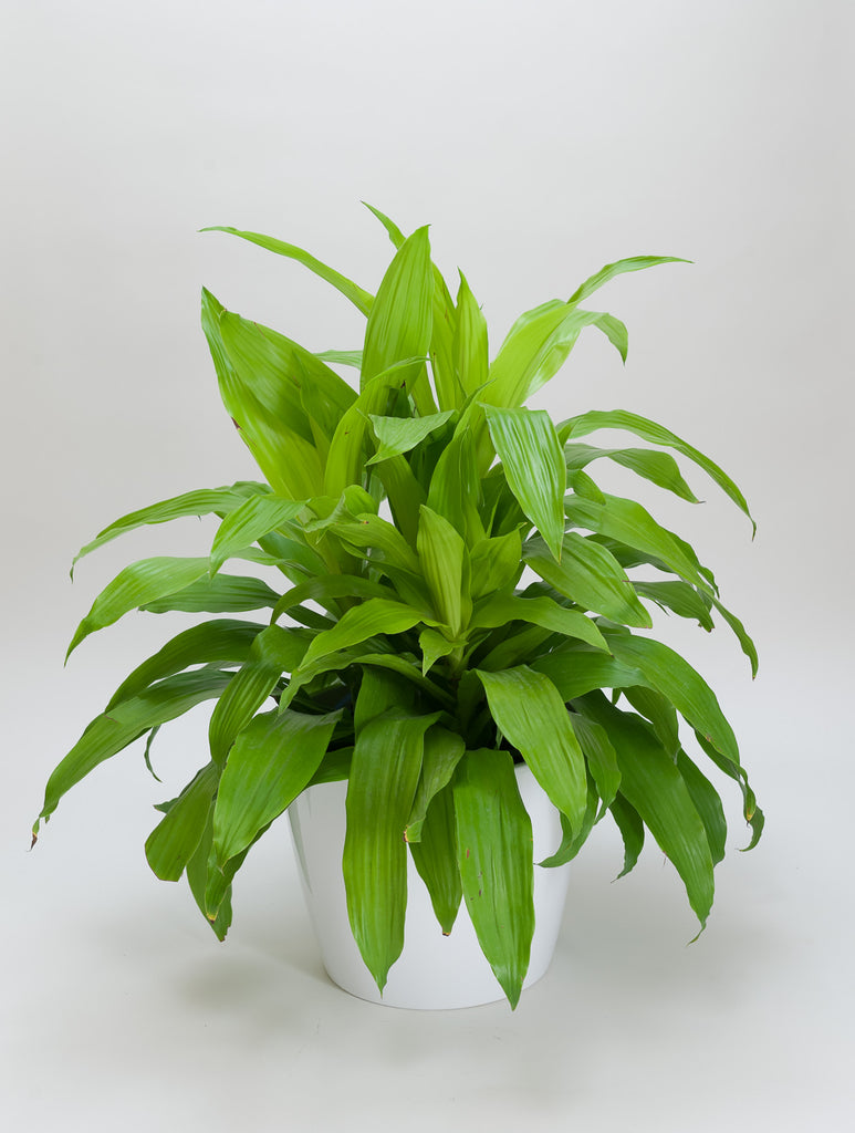 Dracaena Deremensis (Limelight)