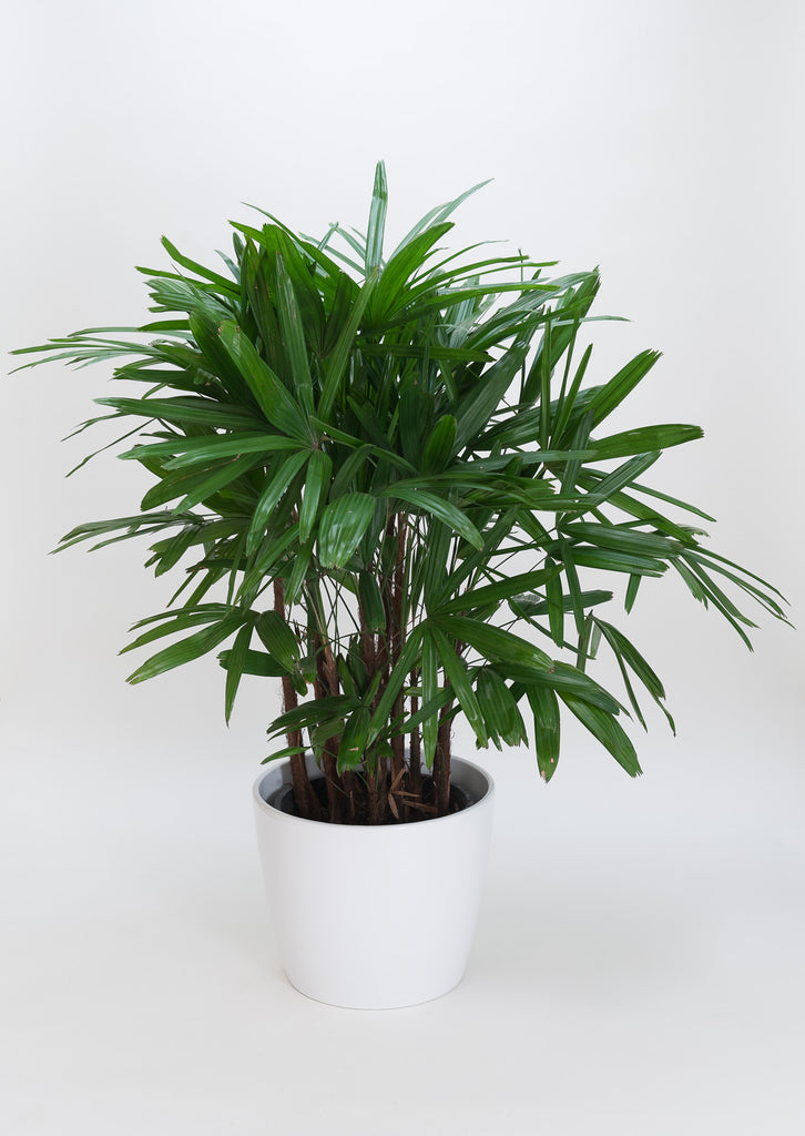 Rhapis Palm (Lady Palm)