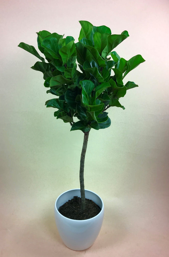 Ficus Lyrata 'Little Fiddle' (Fiddle Leaf Fig)