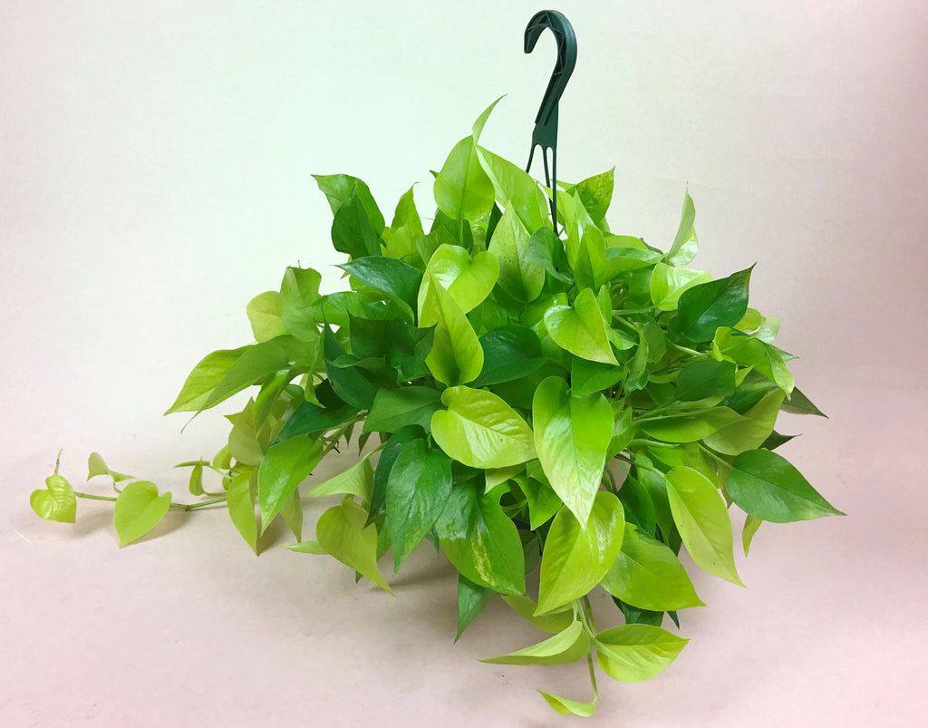 Pothos Neon