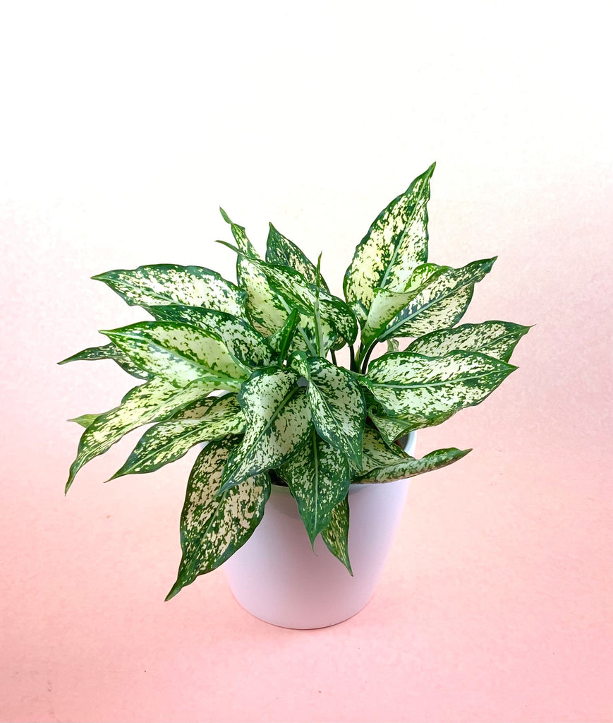 Aglaonema "White Dalmation"