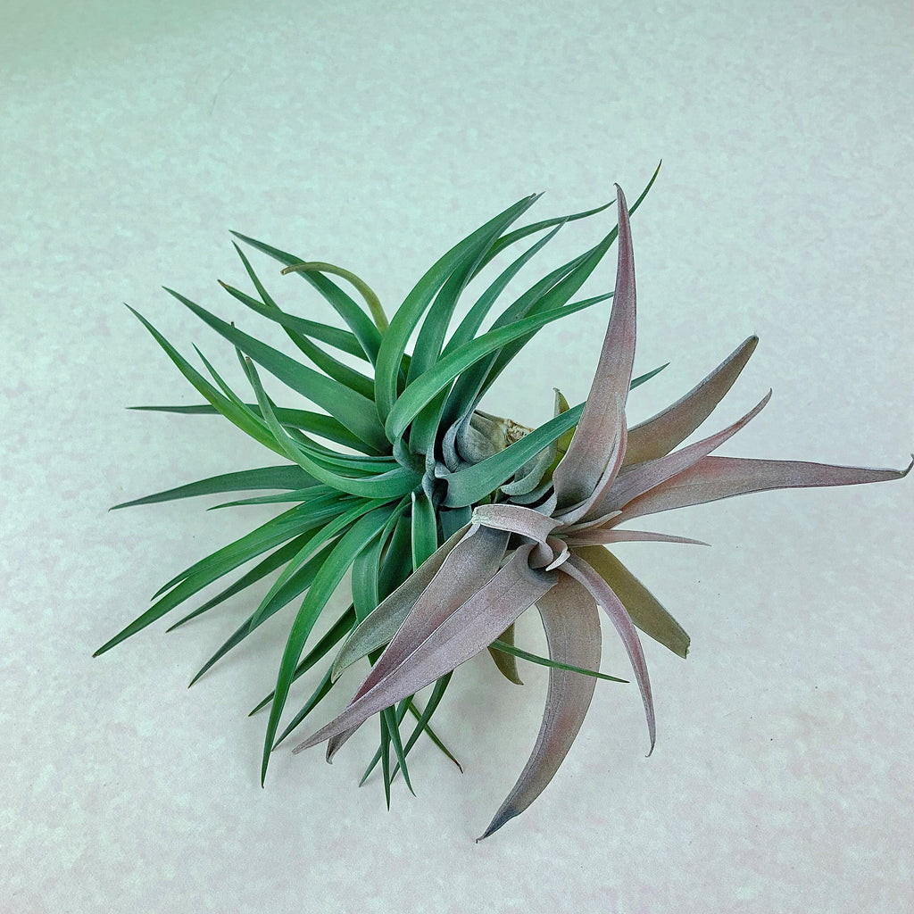 Tillandsia "Abdita" and "Capita Peach"