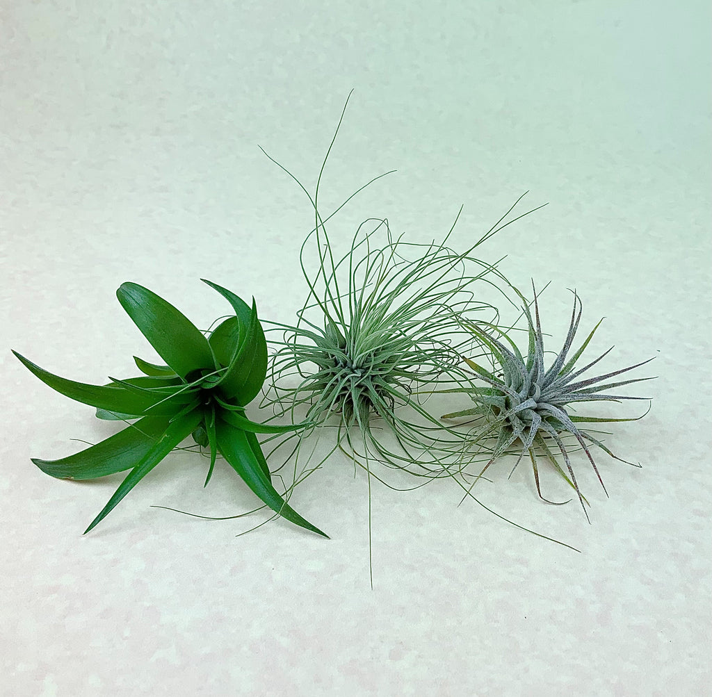 Tillandsia "Multiflora, Argentea, and Ionantha"