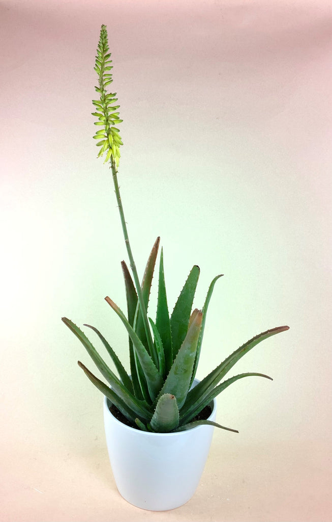 Giant Flowering Aloe