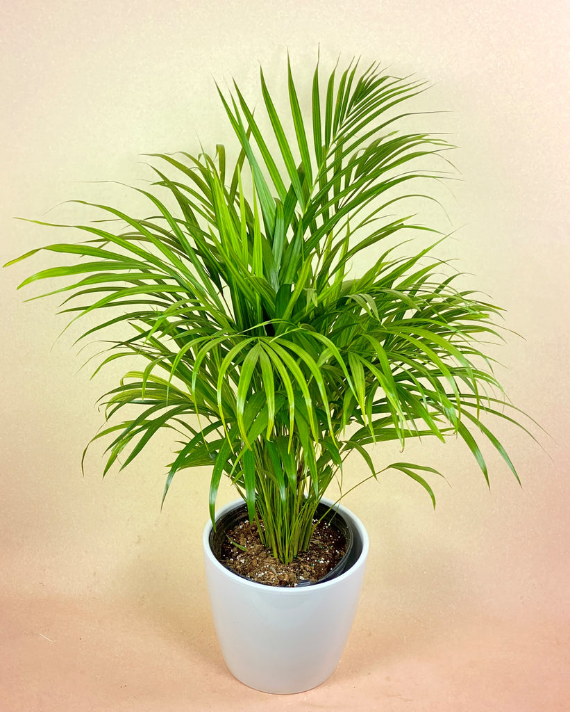 Areca Palm