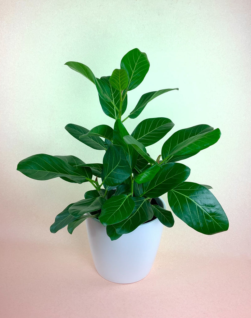 Ficus Audrey Bush