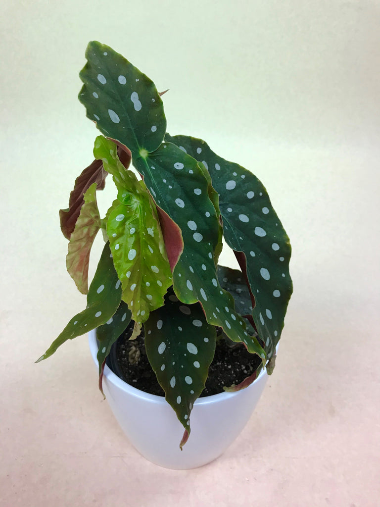 Begonia Maculata