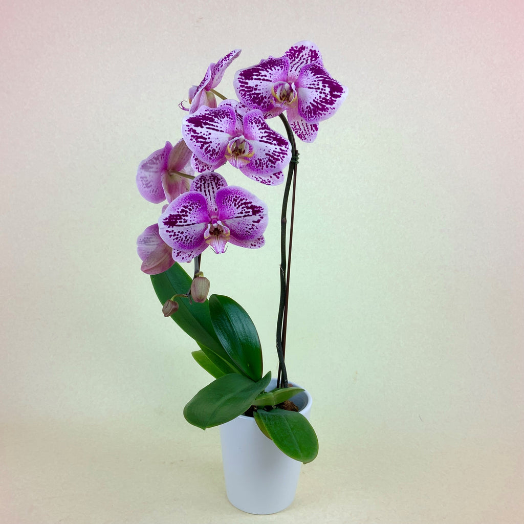 "Blazing Glory" Orchid
