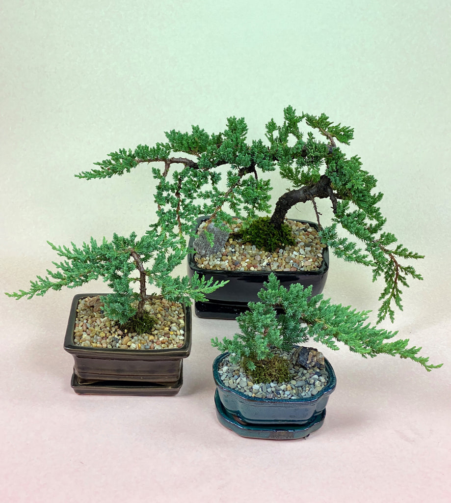 Juniper Bonsai