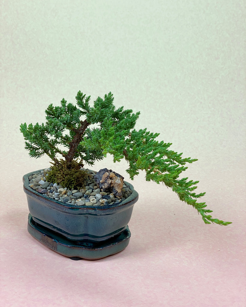 Juniper Bonsai