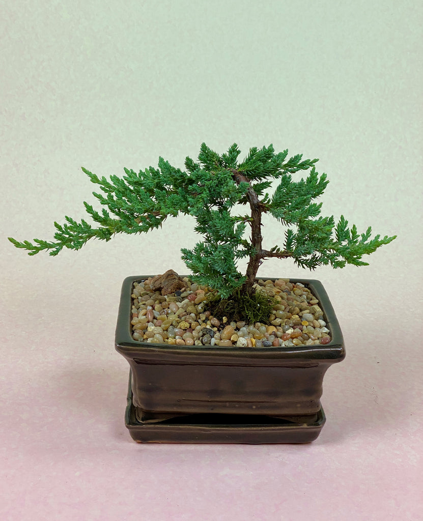 Juniper Bonsai