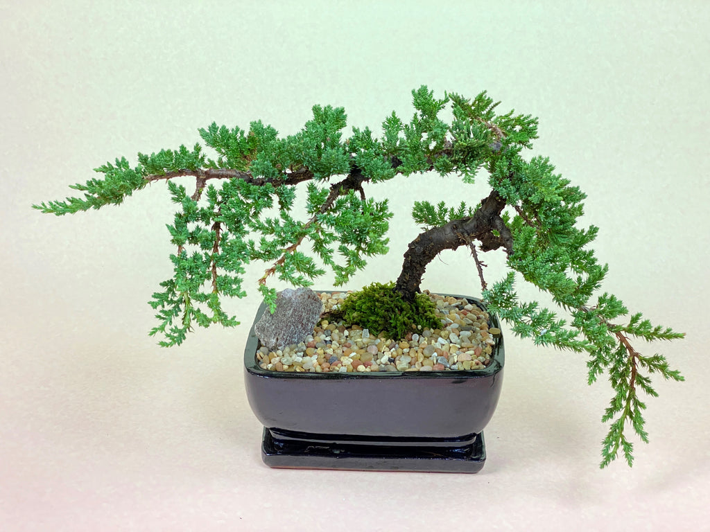 Juniper Bonsai