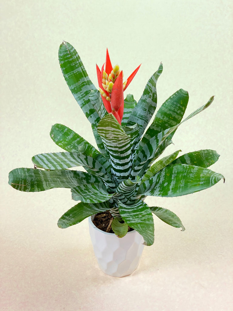 Bromeliad (Aechmea Chantinii)