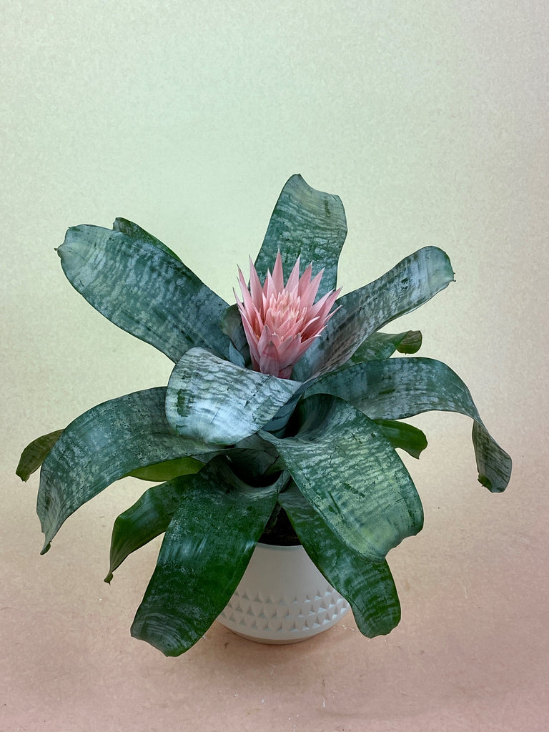 Bromeliad (Silver Vase)
