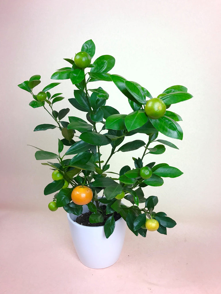 Calamondin