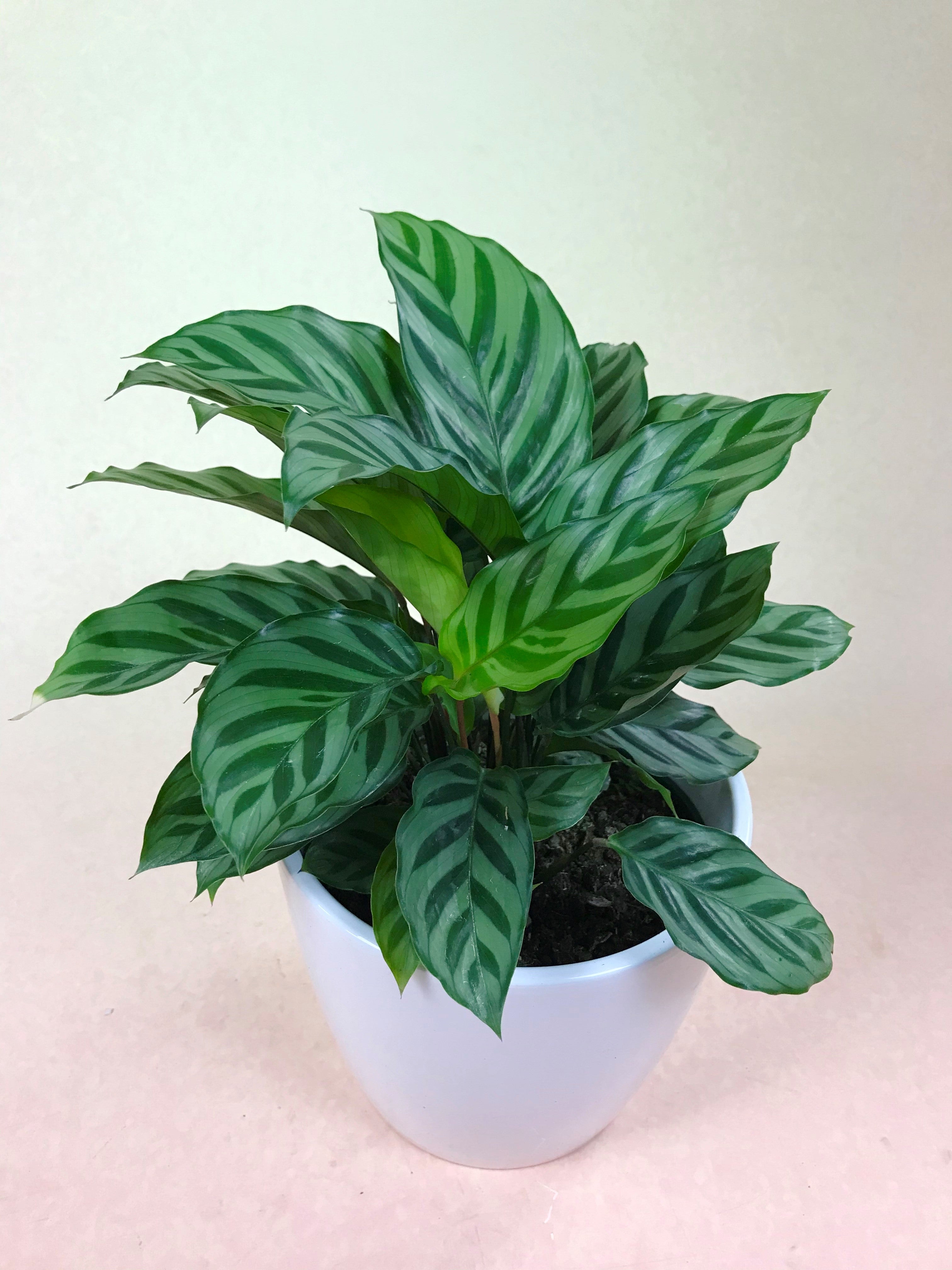 Calathea Concinna – Poppies Plant of Joy