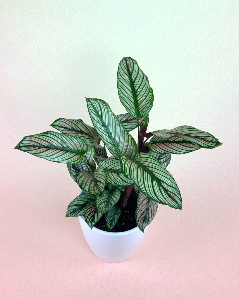 Calathea 'White Star'