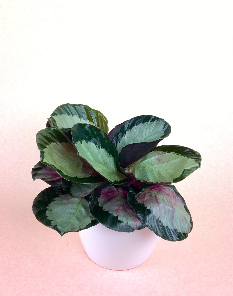 Calathea 'Corona'