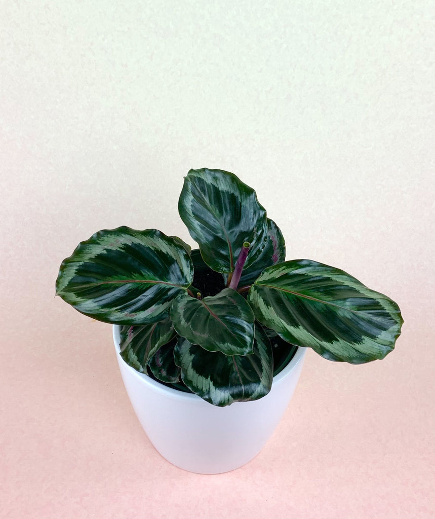 Calathea 'Medallion'