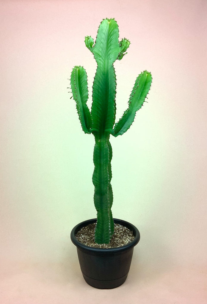 Candelabra Tree "Euphorbia Ingens"