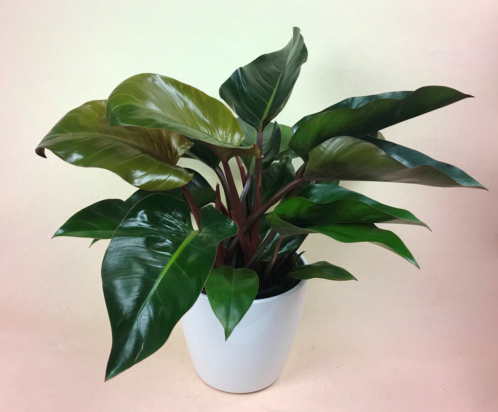 Philodendron Congo Rojo