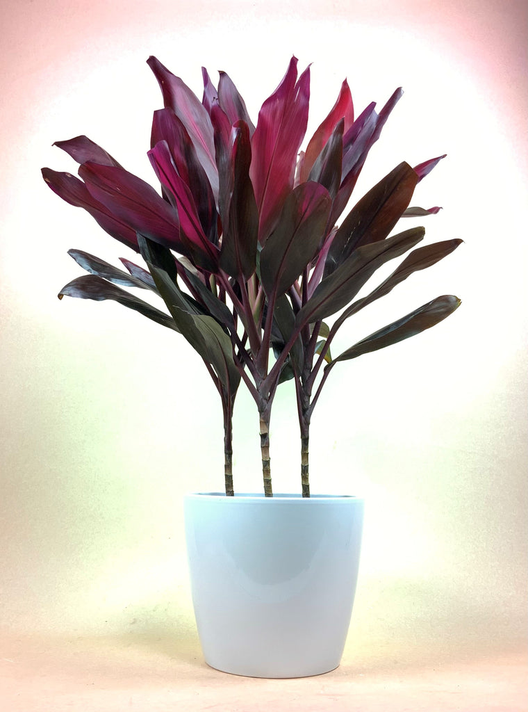 Cordyline "Red Sister"
