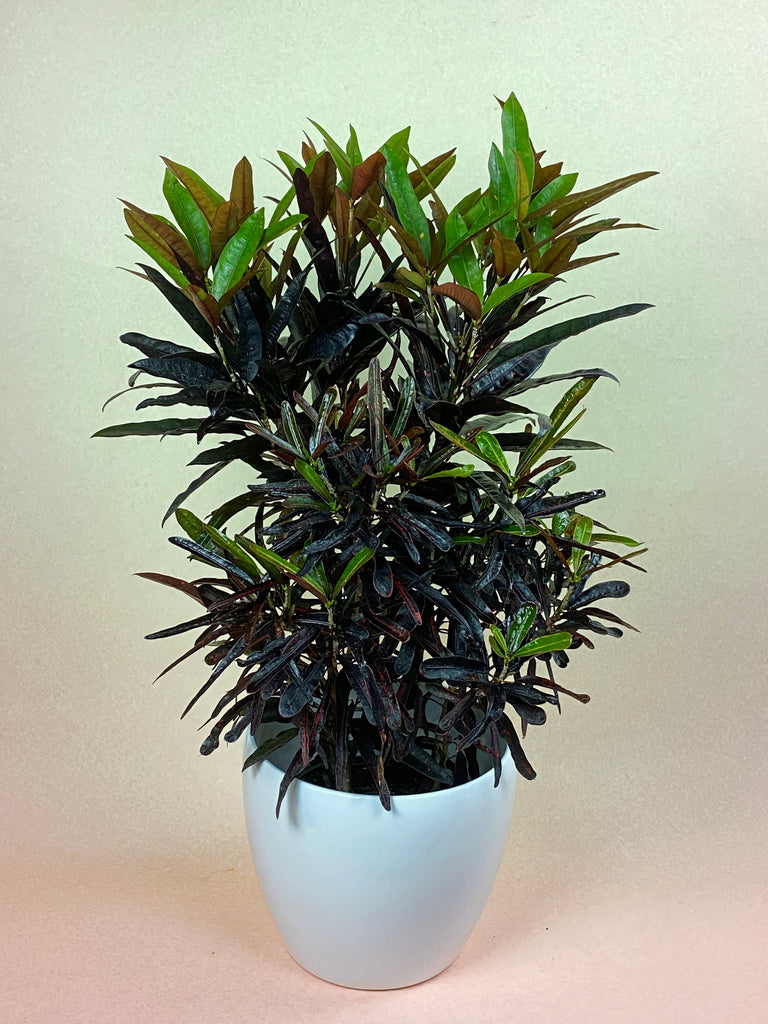 Croton "Lauren's Rainbow"