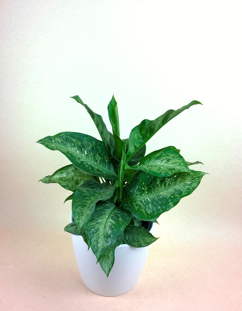 Dieffenbachia "Snow"