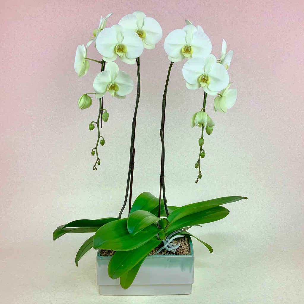 Lemon Meringue Orchid Planter