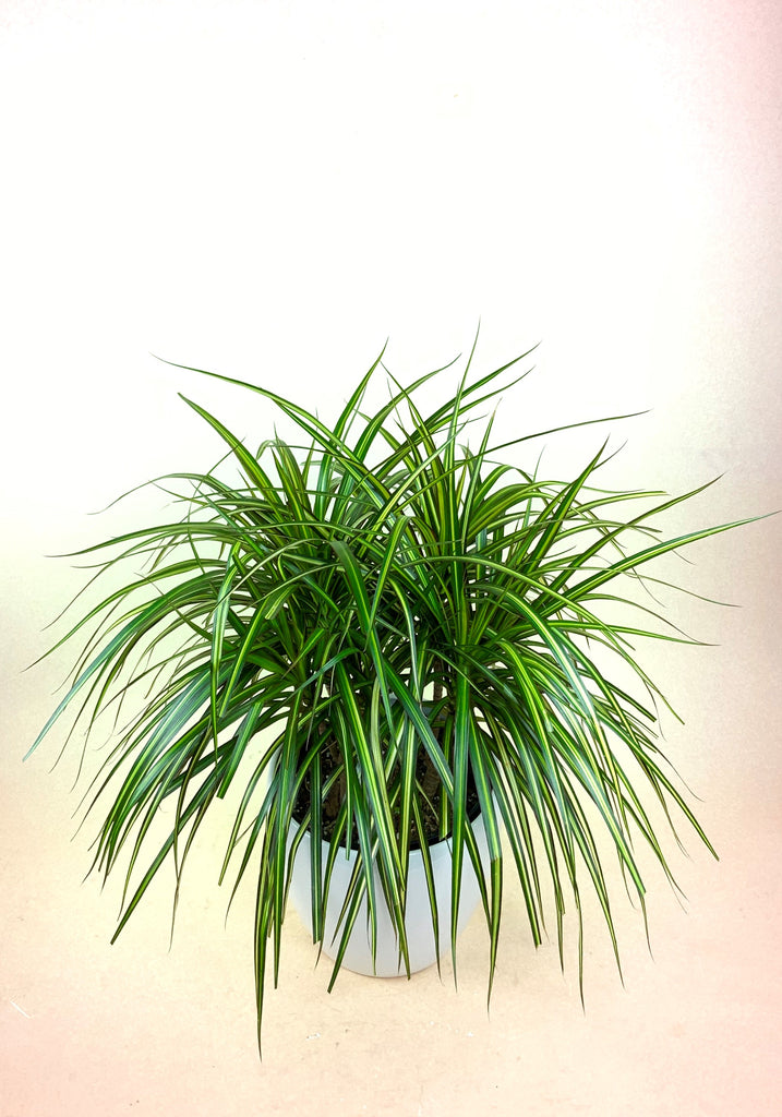 Dracaena Marginata Kiwi