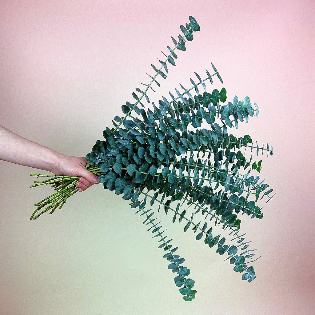 Fresh Eucalyptus