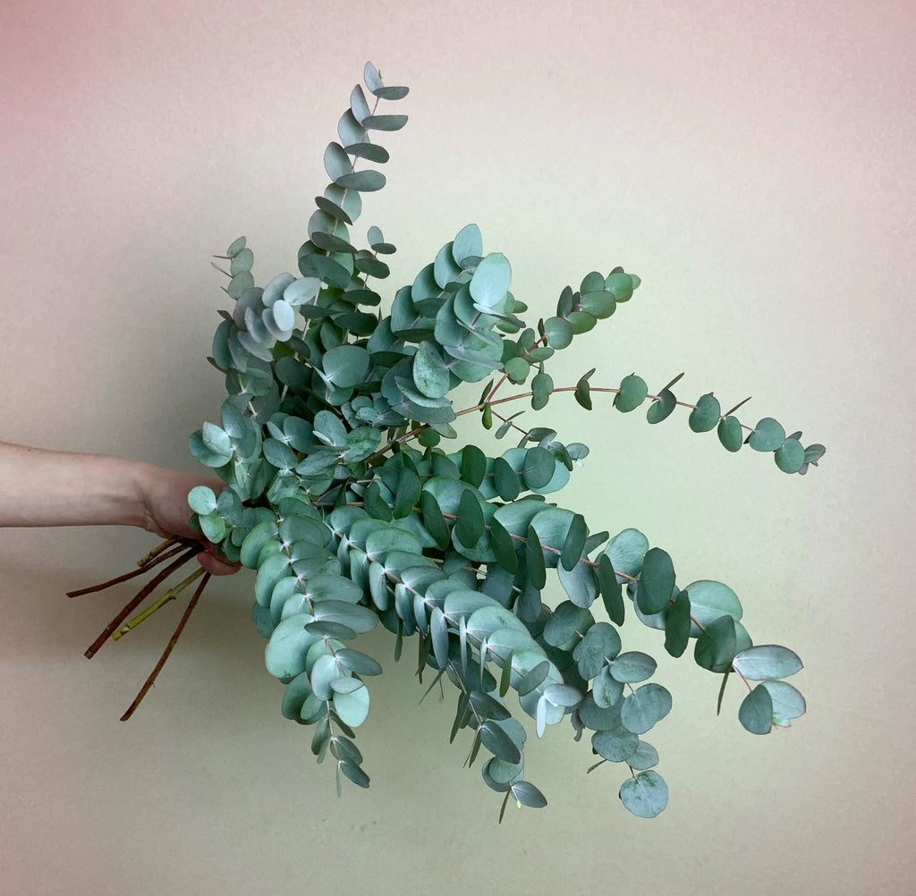 Fresh Eucalyptus