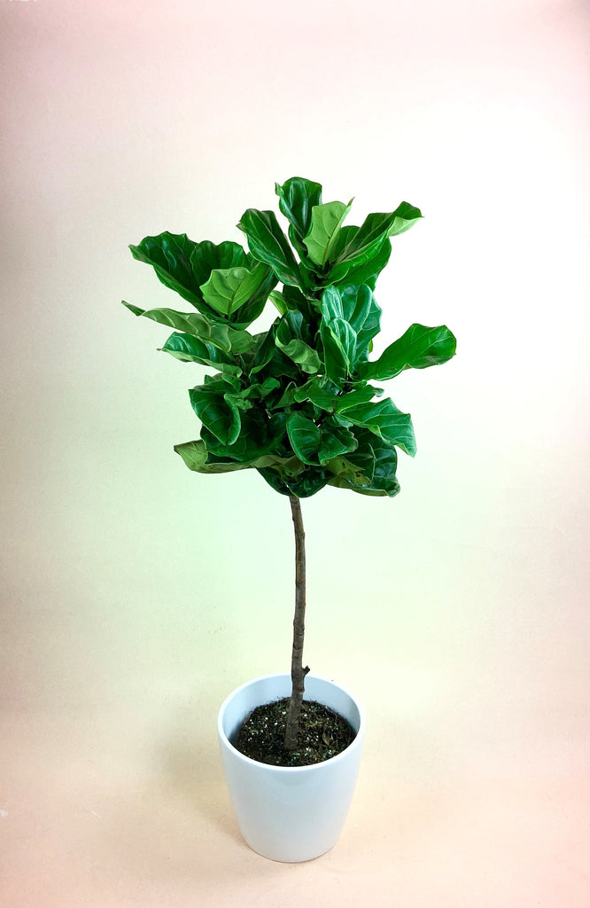 Ficus Lyrata (Fiddle Leaf Fig)