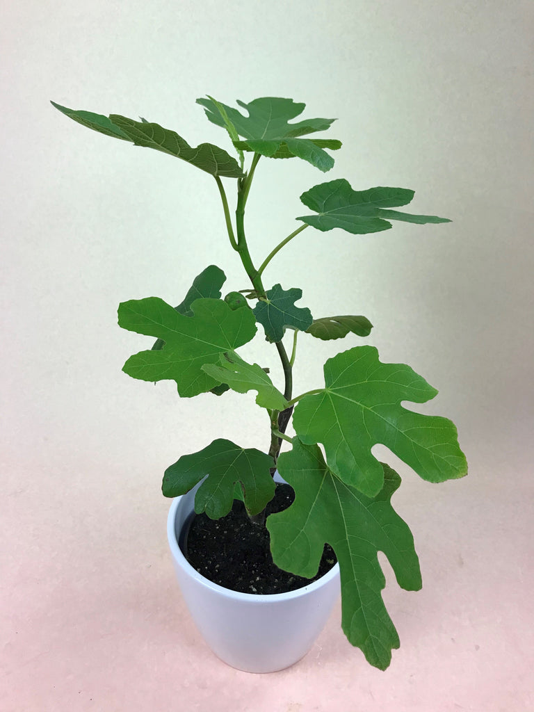 Ficus Carica (Fruiting Fig)