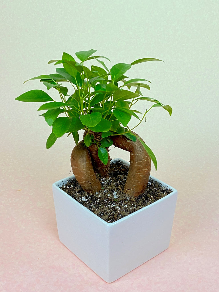 Ginseng Ficus Bonsai