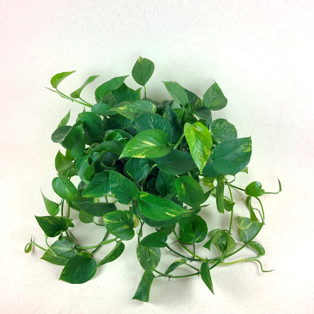 Golden Pothos
