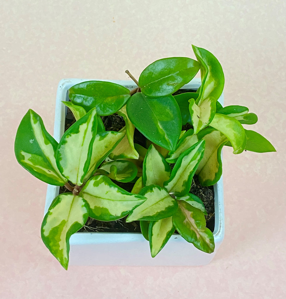 Hoya Carnosa "Krimson Princess"