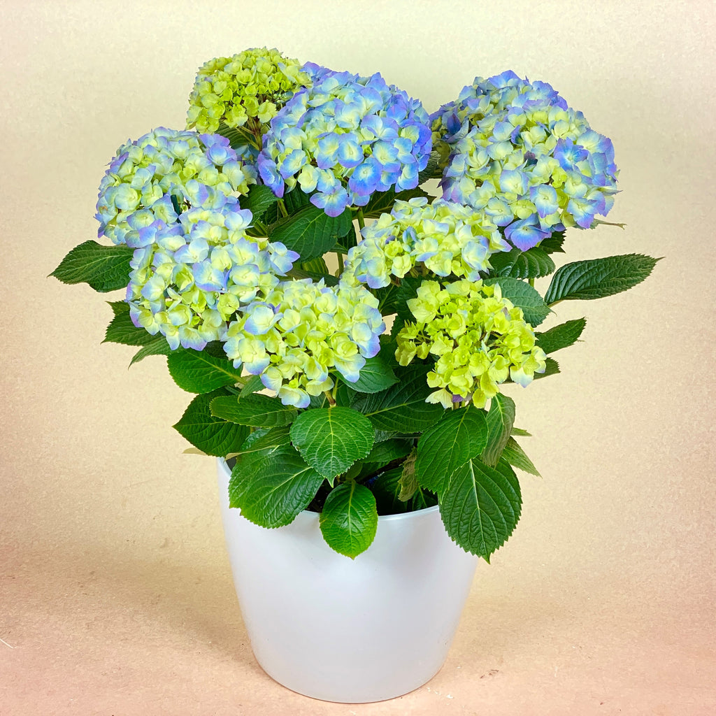 Blue Hydrangea