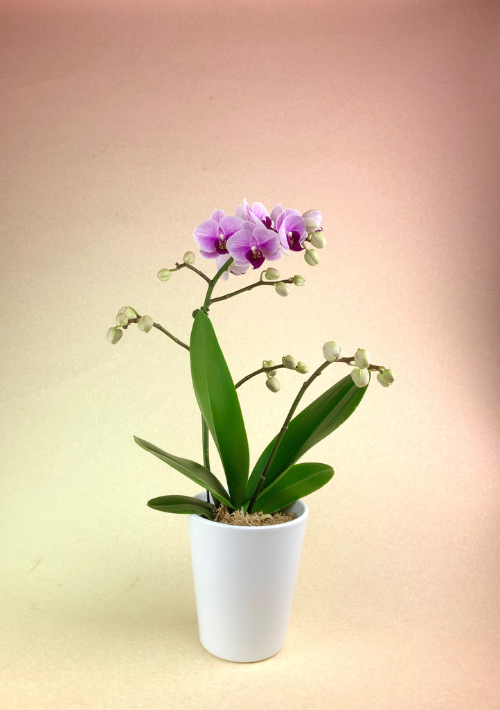 "Itty Bitty Pretty" Mini Orchid